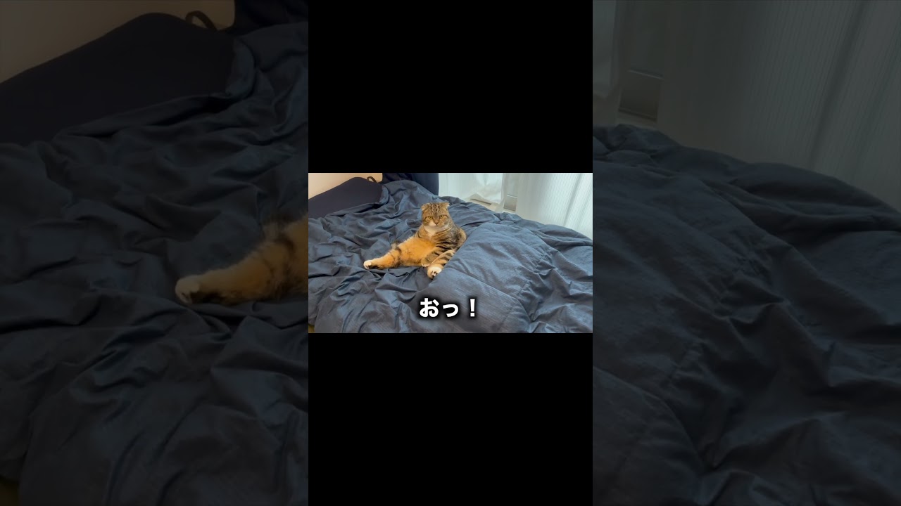 これが正統スコ座り #スコティッシュフォールド #ソックス猫   #ねこ  #ネコ #cat #スコ座り