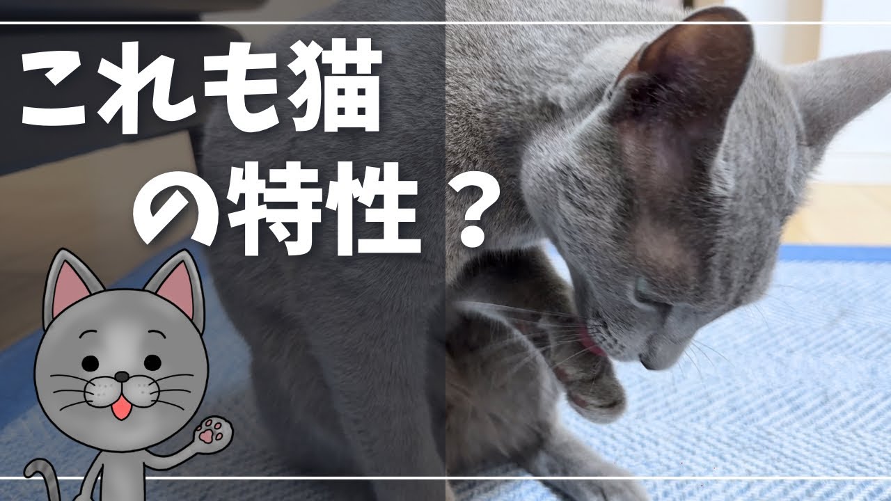 お手入れ後、まずは体を整えたい…【ロシアンブルー】猫