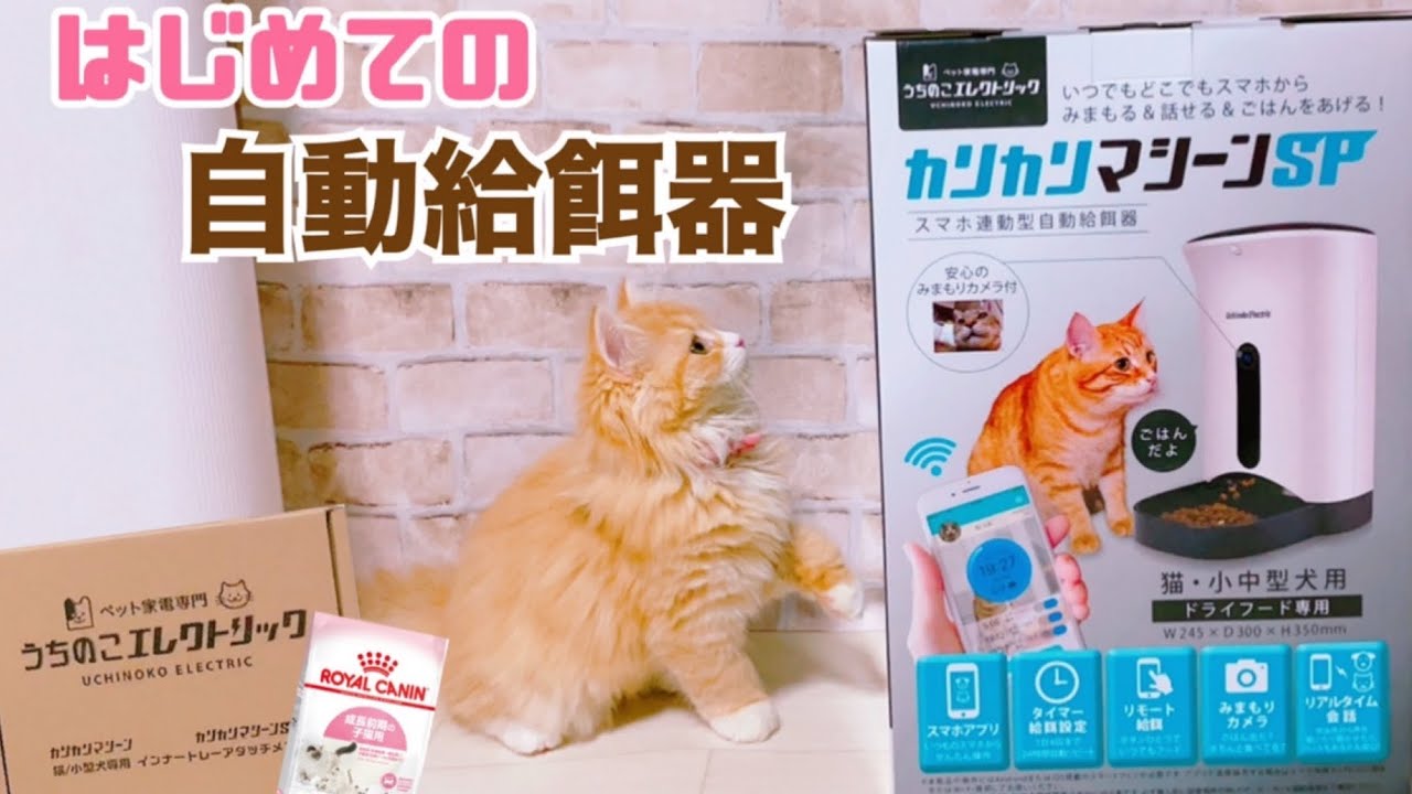 【 カリカリマシーンSP/自動給餌器 】スコティッシュフォールド子猫ちゃん