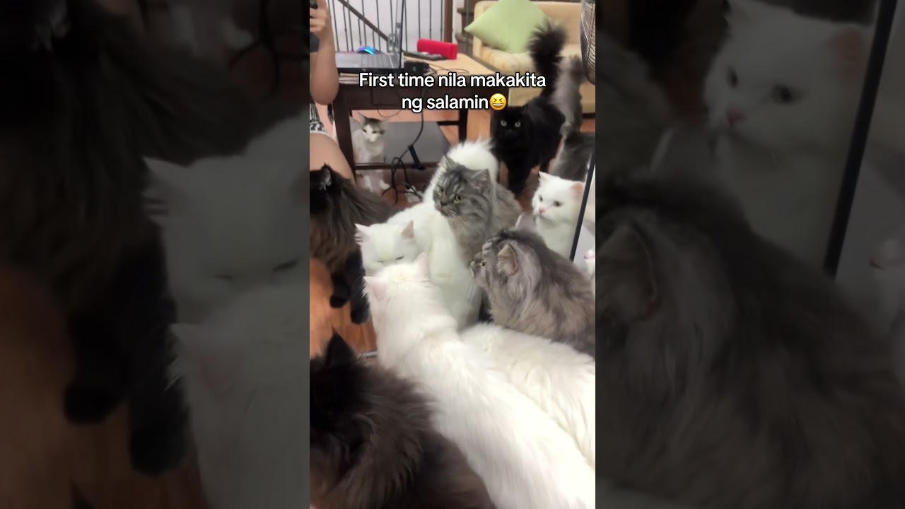 cats first time trying mirror #catshorts #cat #cuteanimals #cutepets #cute #catlife #catvideos
