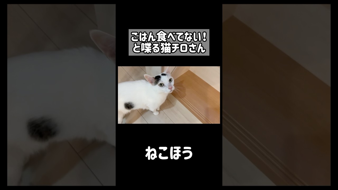 ごはんアピールが激しい猫 #shorts