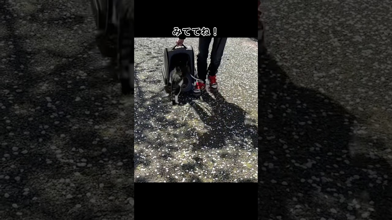 キャリーバッグに駆け込み乗車する猫 #shorts #猫 #ねこ #cat #スコティッシュフォールド
