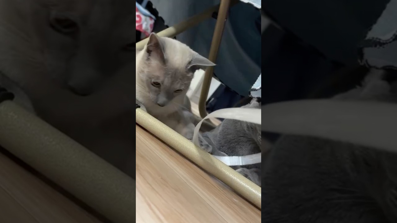 細くて長いものは全部おもちゃ　#あおそら #cat #ロシアンブルー