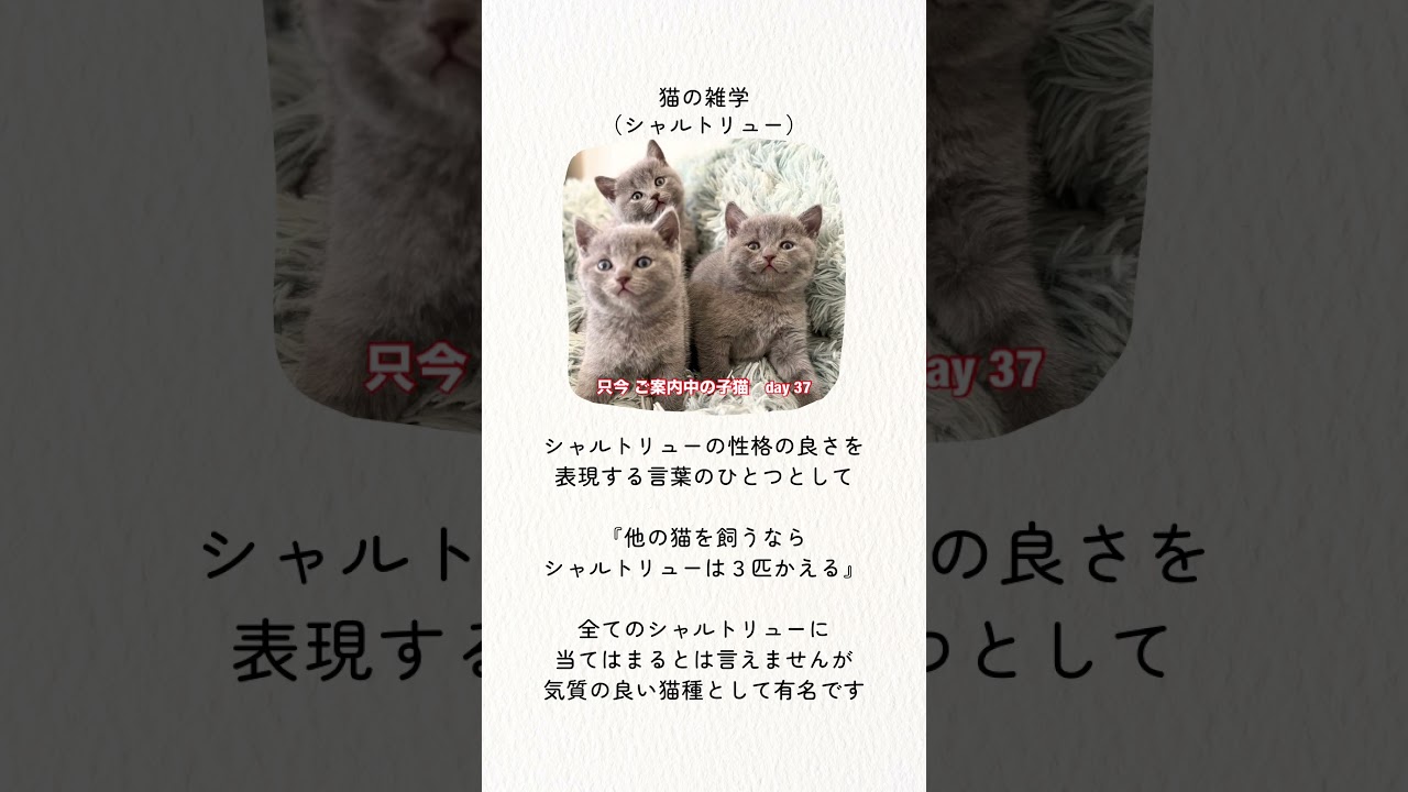 #shorts 【猫の雑学】シャルトリューご紹介を添えて #シャルトリュー #子ネコ
