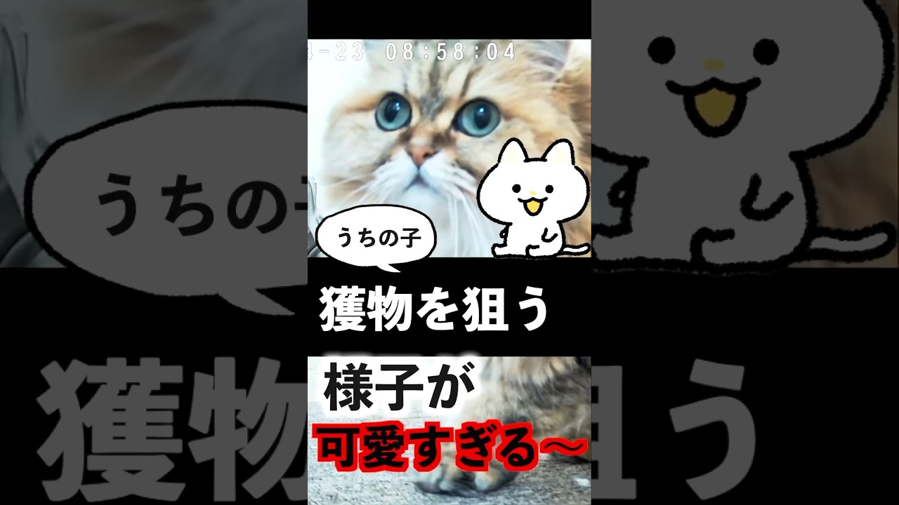 ペルシャ猫の女子バトル獲物を狙うチンチラゴールデンと迎え撃つチンチラシルバーの戦い#ペルシャ猫