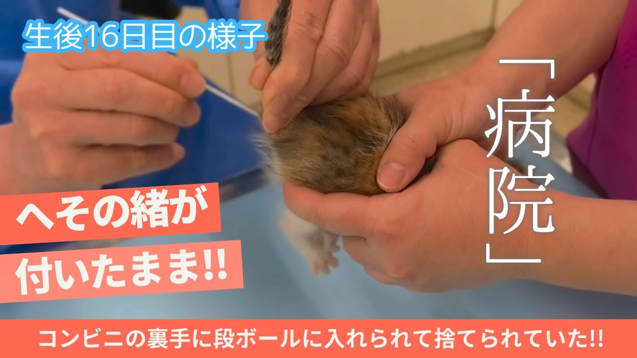 【保護猫 子猫】生後16日の子猫3匹を病院に連れて行きました。　(へその緒が付いている子猫を保護。コンビニ裏手に捨てられて低体温で発見・保護された子猫)