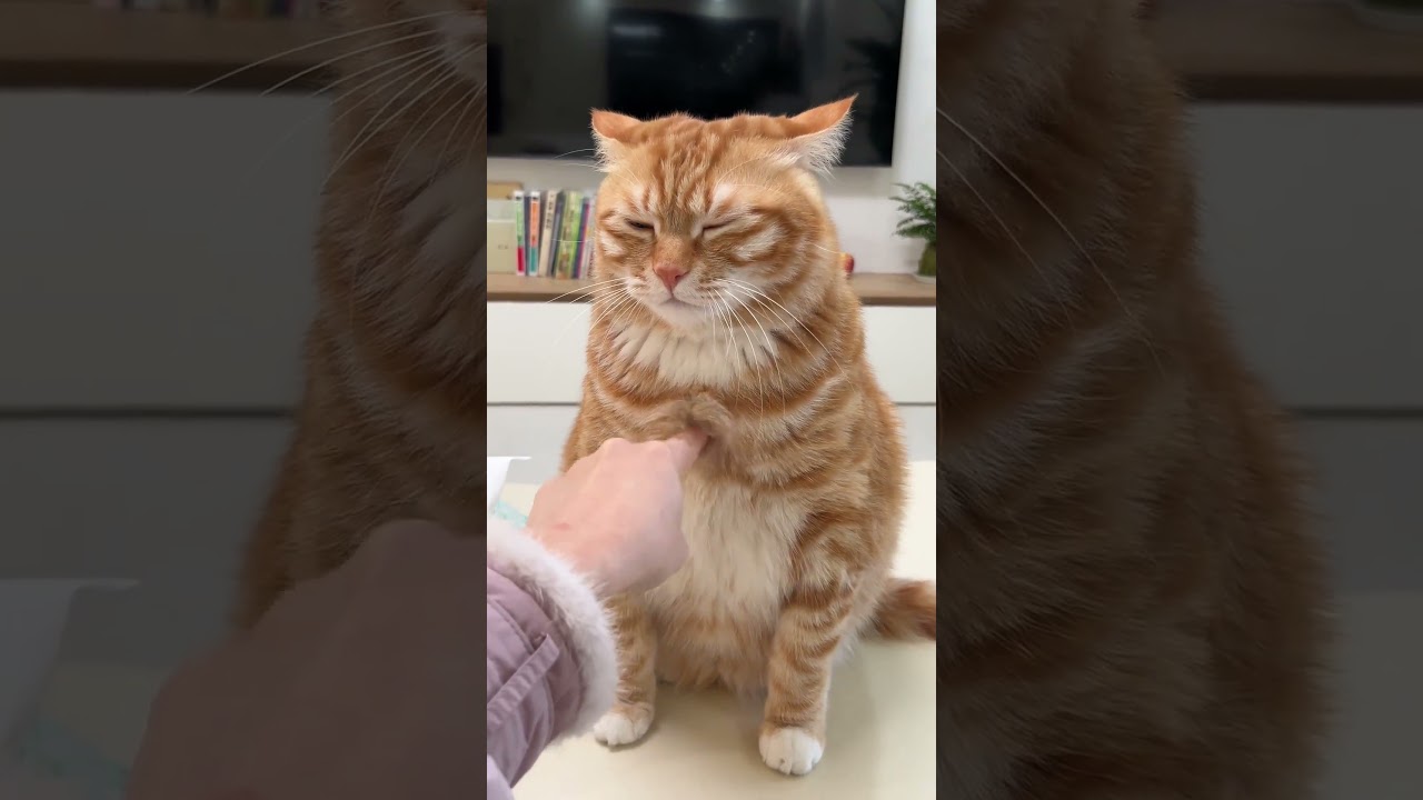 #shortsfeed #cat #adoptstrays #cutecat #cute #petsrule #cutepet #kitten #cuteanimals #funny