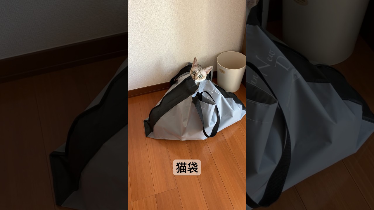 袋詰めになっているシンガプーラ