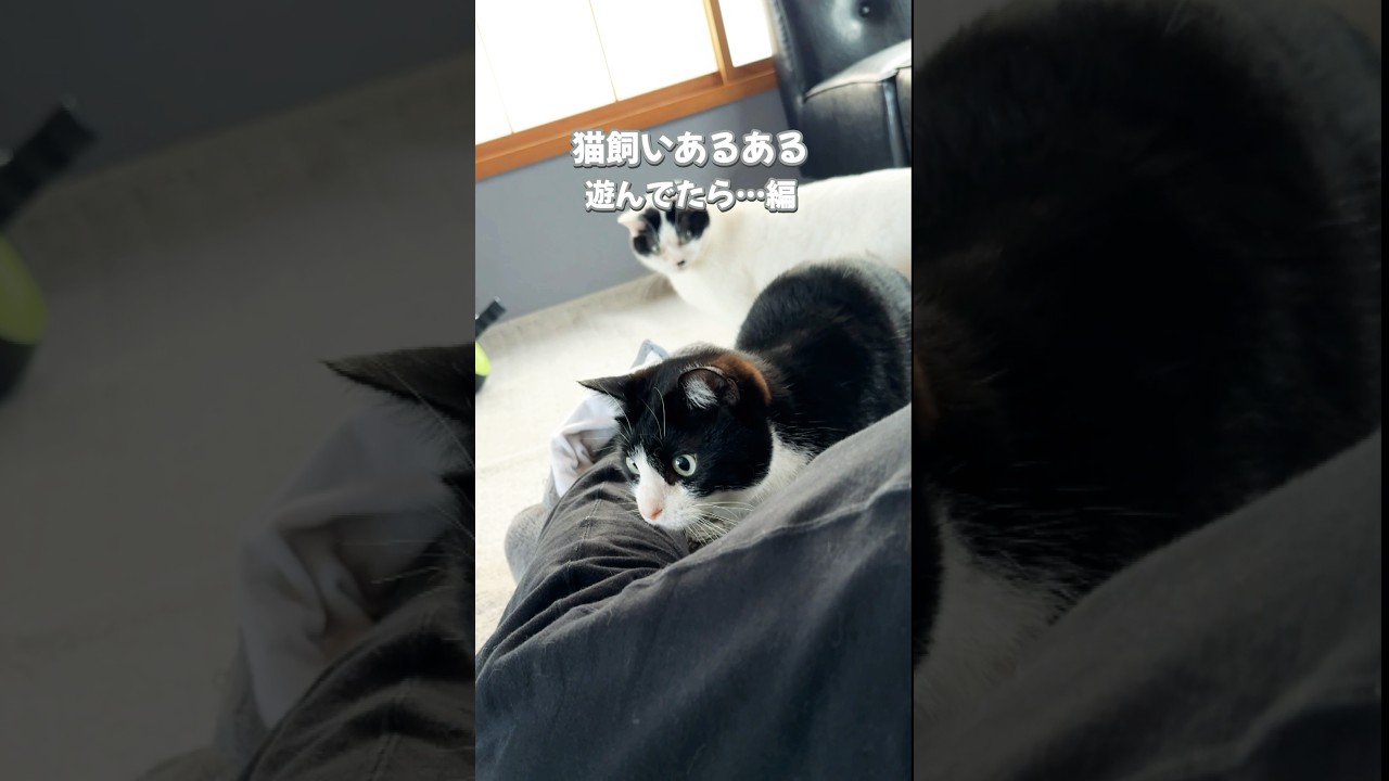 【猫あるある】ハチワレ猫と遊んでいたら… #猫 #保護猫 #ハチワレ