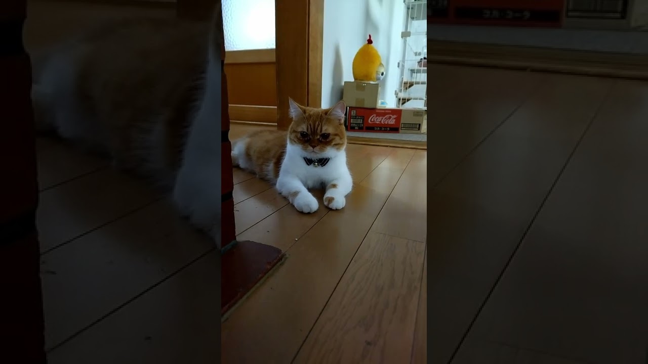 スフィンクスのポーズで物思いにふける猫 #shorts