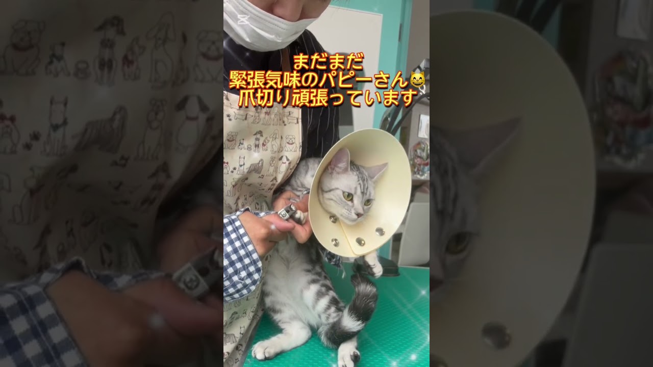 シャンプーコースご利用☆アメリカンショートヘアー　アメリちゃん #猫のいる暮らし #短毛   #cat