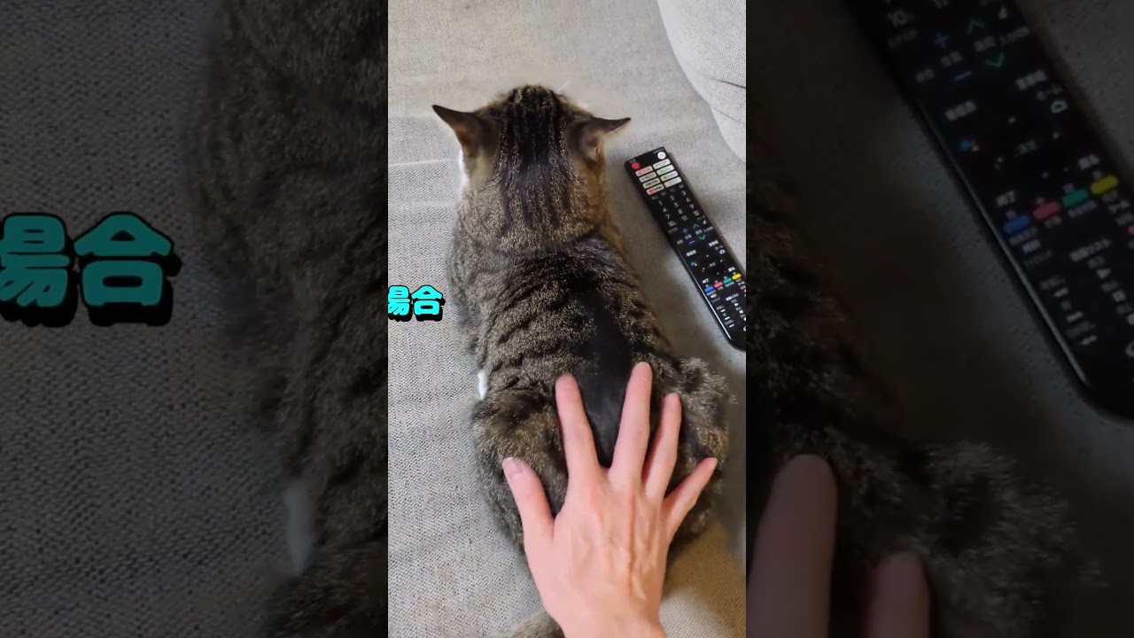 おしりを揺らしたときの、2匹の反応の違い😺#猫 #かわいい #にゃんちー #ちーにゃん #保護猫