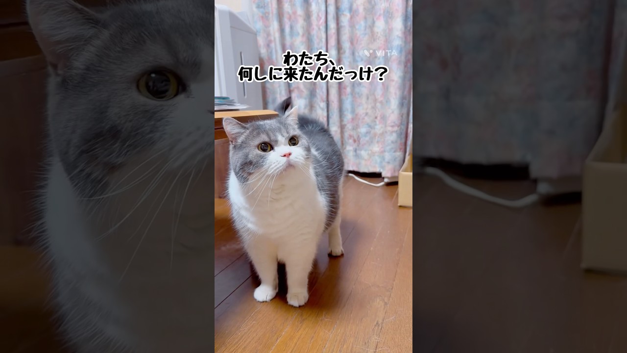 【忘れっぽいスコティッシュ】#猫 #猫のいる暮らし #スコティッシュフォールド #shorts