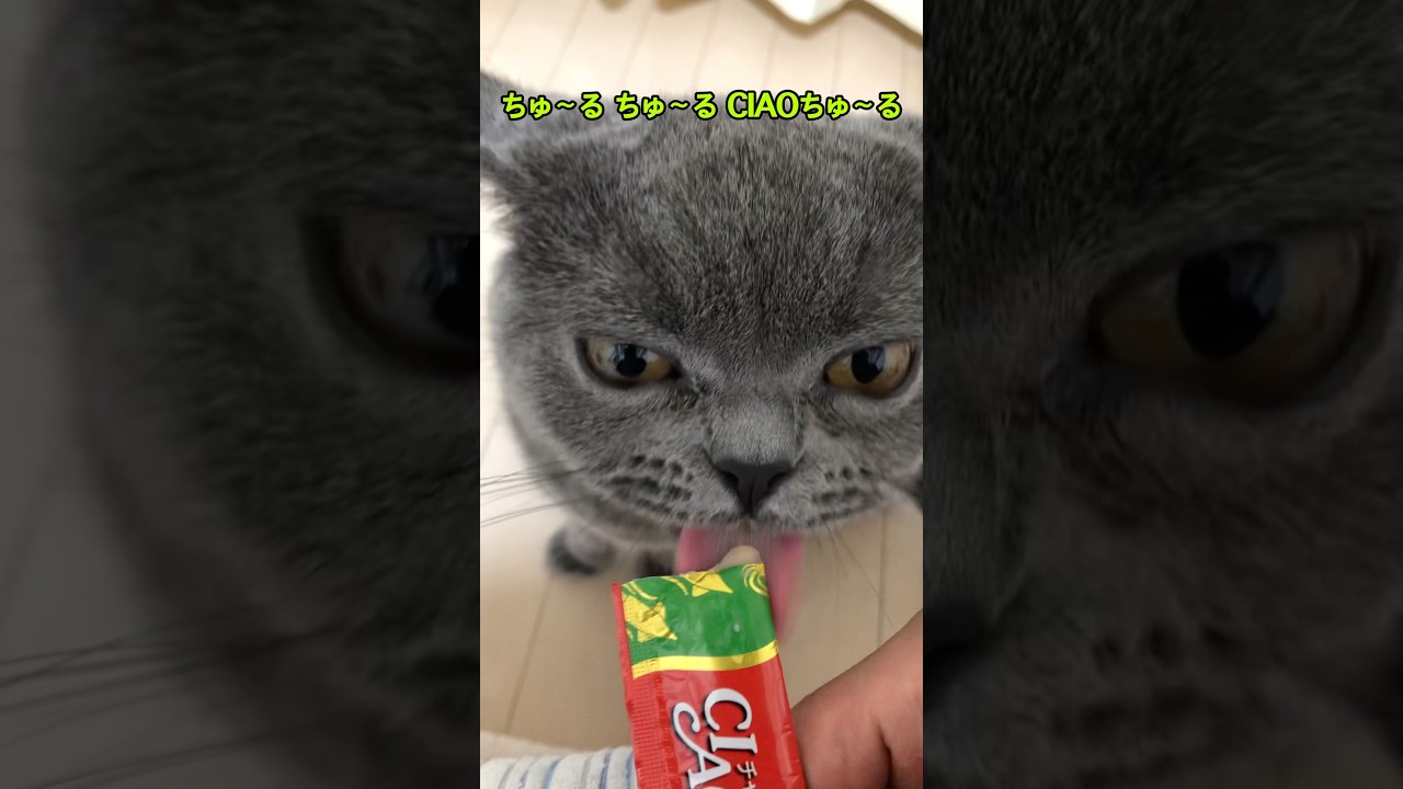 チュールには何も勝てない。ブリティッシュショートヘアーはチュールが大好き #shorts #cat #animal #eating #猫 #ねこ #チュール #日常 #日本 #japan #cute