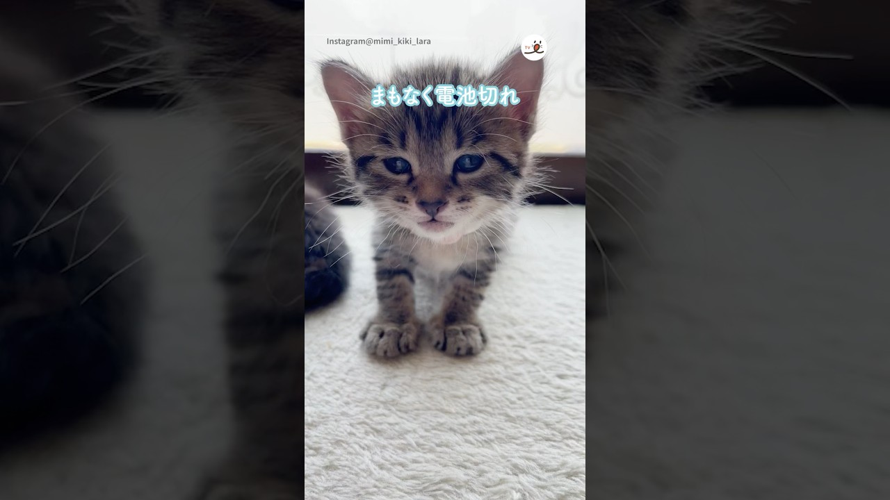 眠くてユラユラ揺れる子猫ちゃん｜PECO #shorts
