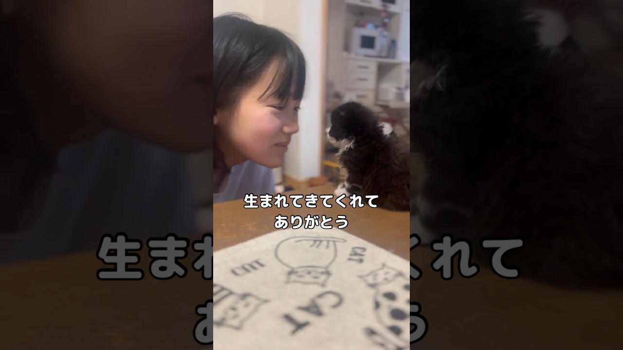 子猫のことが大好きな娘と子猫のやりとり #子猫 #家猫 #ハチワレ猫 #shorts