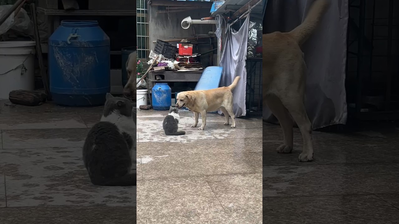 😸🤧🐈 #catsvideos #pets #funnyanimals