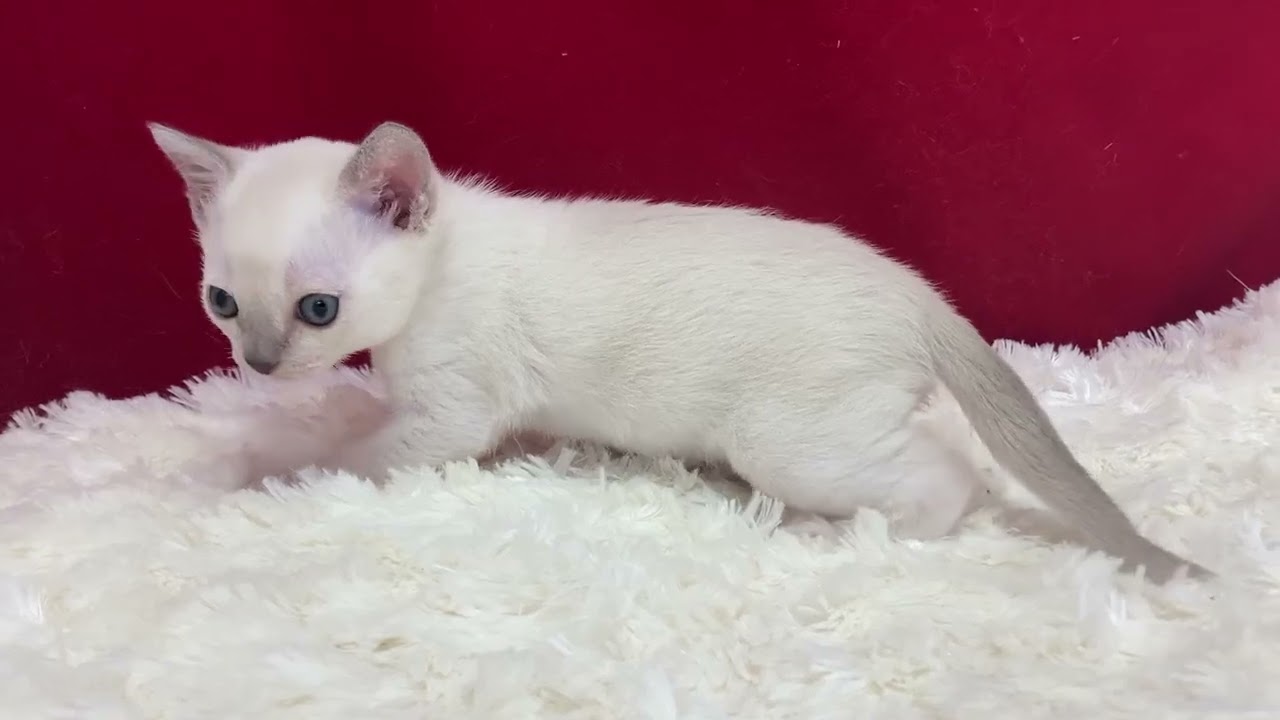 トンキニーズ とっても可愛い子ですよ！　ポイント