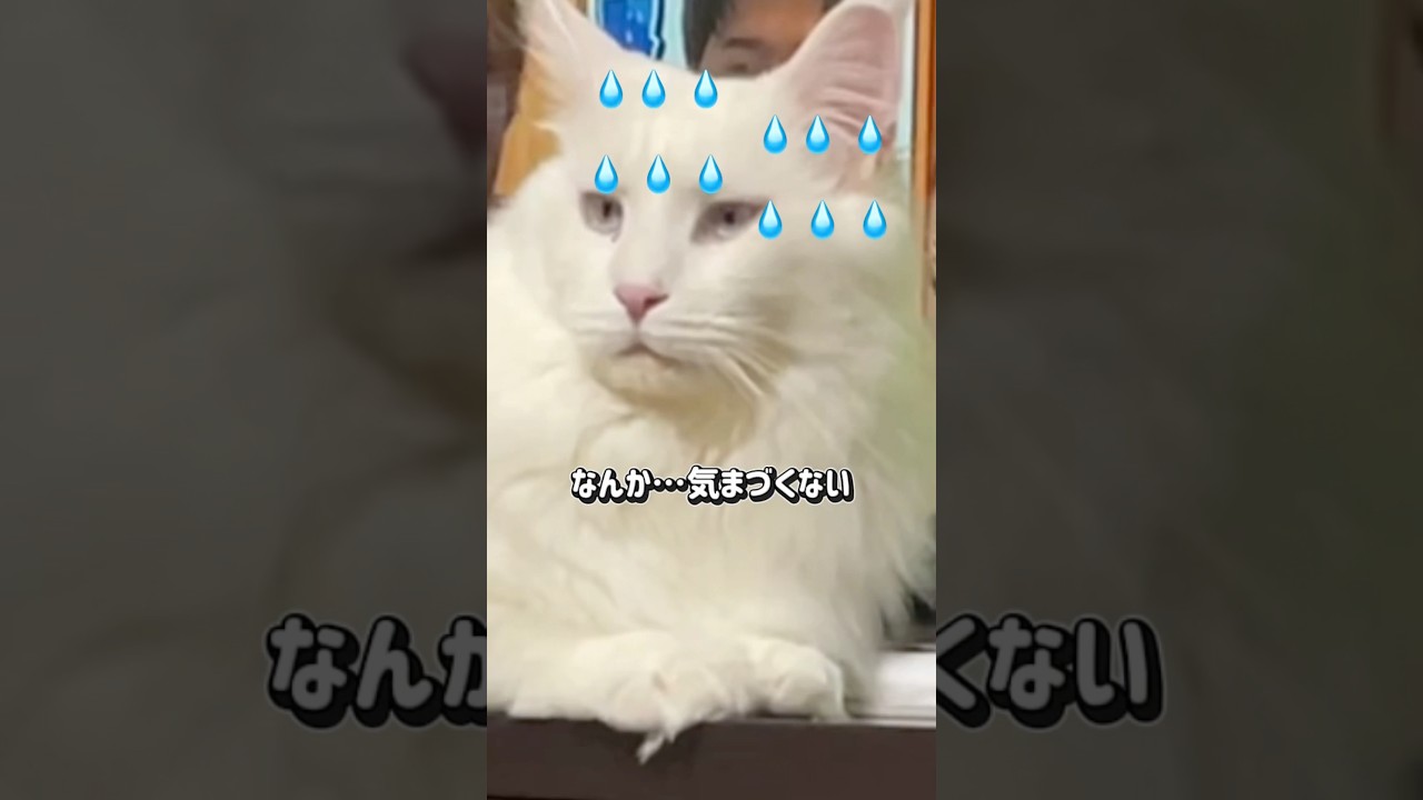 なんか気まづくない…#shorts #メインクーン #cat