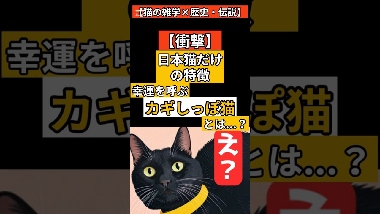 【皆が知らない猫の言い伝え】日本猫に多い「カギしっぽ猫」の幸運の秘密【猫の雑学】#shorts