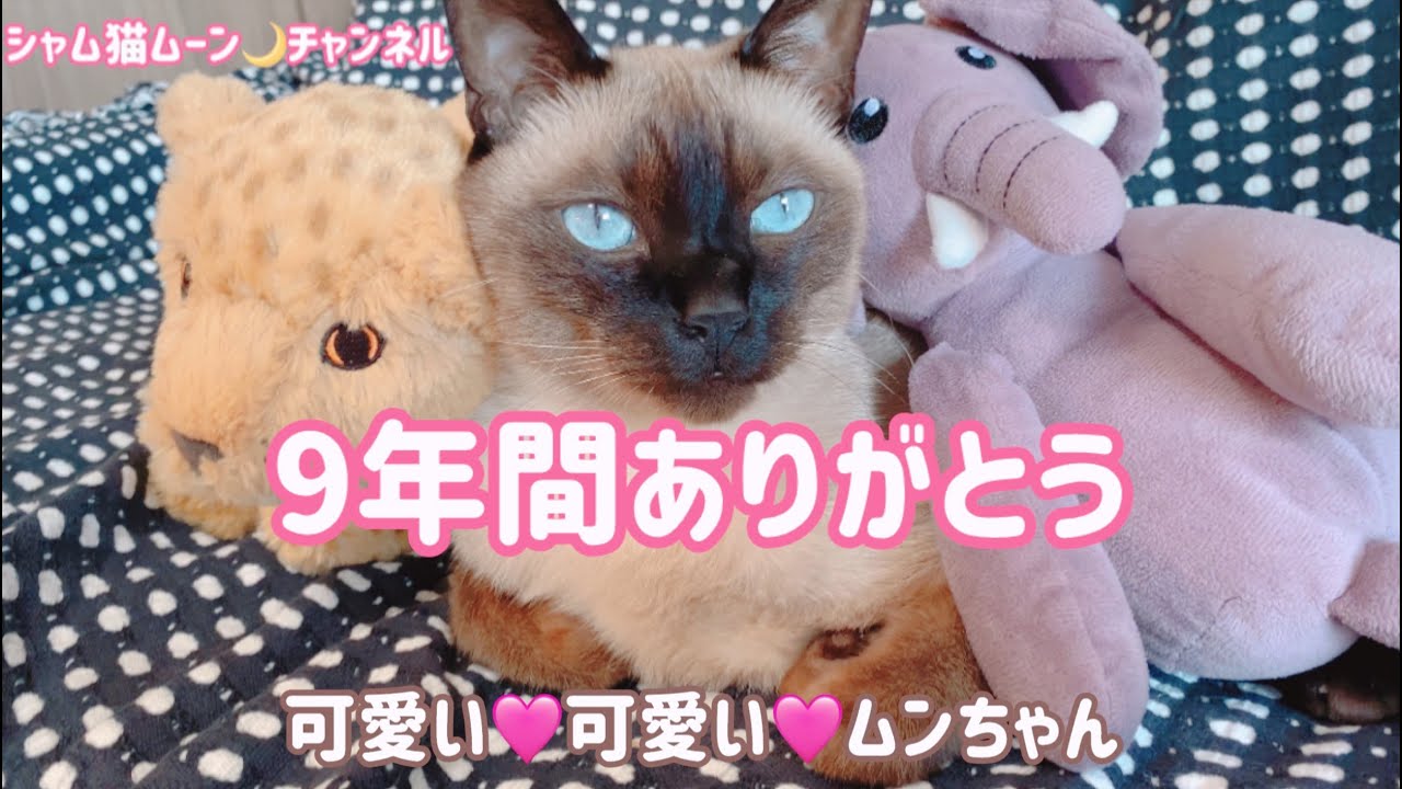 シャム猫ムーン🌙チャンネル・可愛い可愛いムンちゃん、9年間ありがとう💗