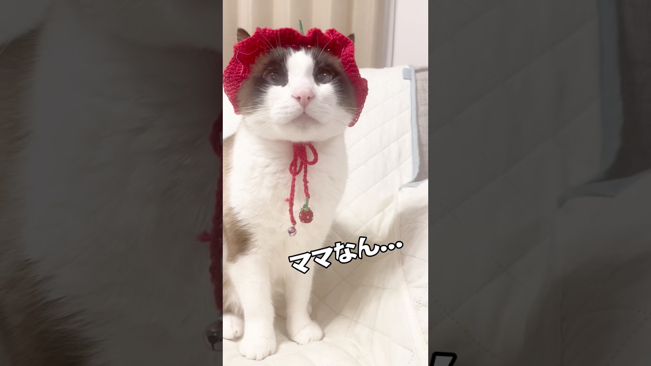 ちょっと不貞腐れちゃう猫 #ねこ #ねこ動画 #不貞腐れてる #ごめんね