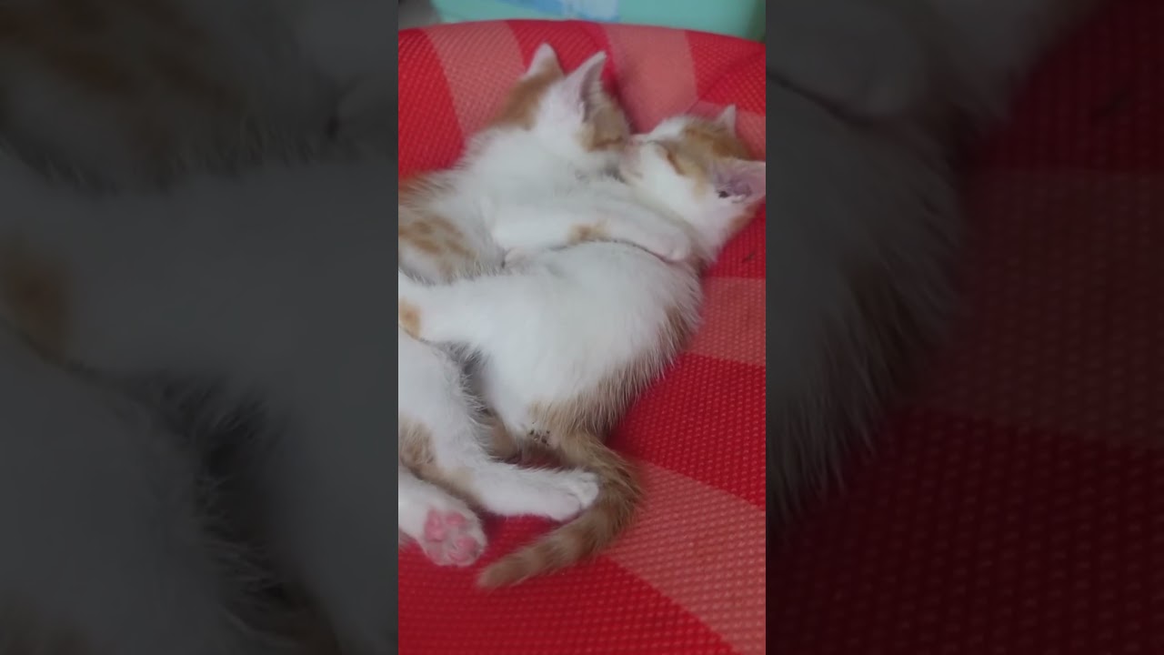 巣立ちが決まった後の子猫姉弟、抱き合って眠る   #cat #kitten #猫 #子猫 #ねこ #こねこ #保護猫  #cute  #猫のいる暮らし #shorts
