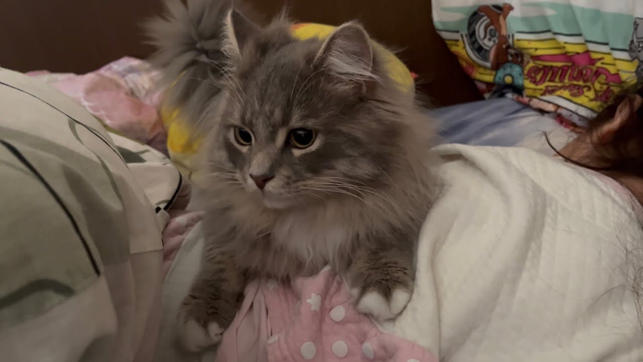 寝ている子供の上が好きな猫　サイベリアン