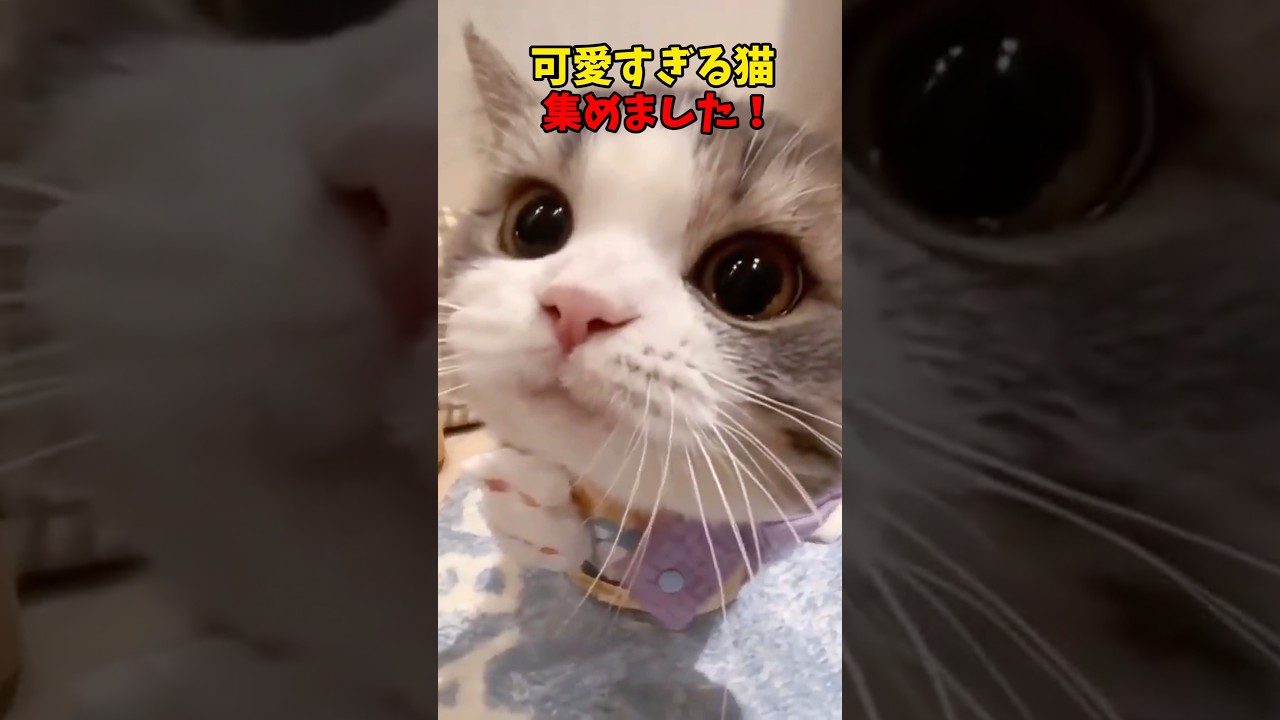 可愛いんじゃ！ #猫 #cat #cats #ねこ
