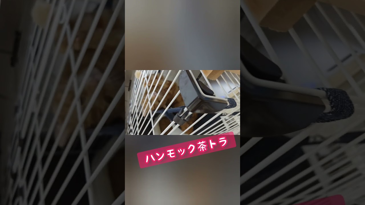 ハンモックと茶トラ猫　#猫 #アメリカンカール