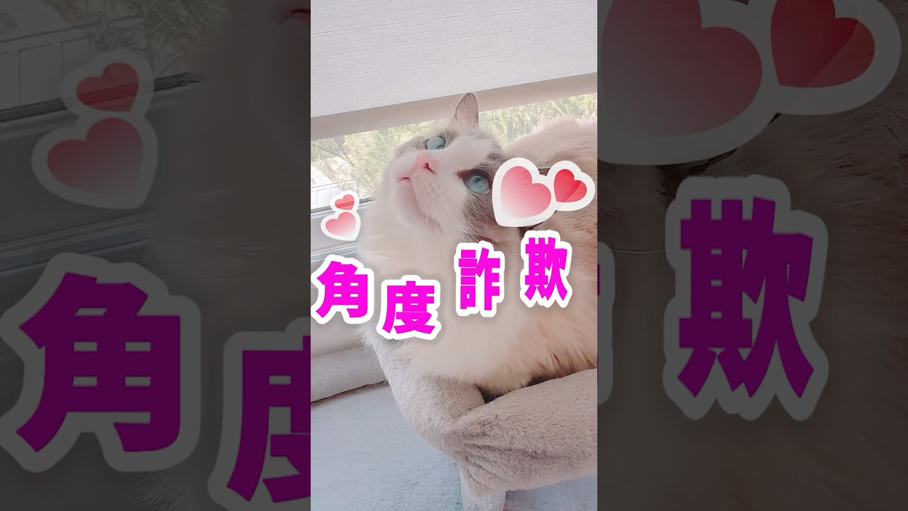 下から撮るとだいたいブスでも上から撮れば角度詐欺 #shorts #猫 #cat