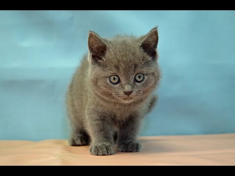 シャルトリュー　No.250413　ペットショップ『ヒラマツケンネル』の子猫