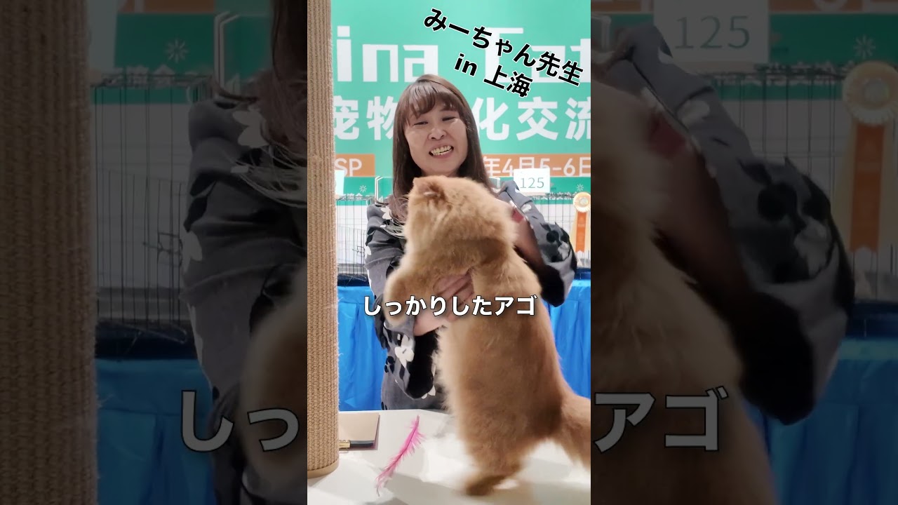 みーちゃん先生 in 上海 ペルシャの紹介  #みーちゃん先生  #キャットショー #ペルシャ