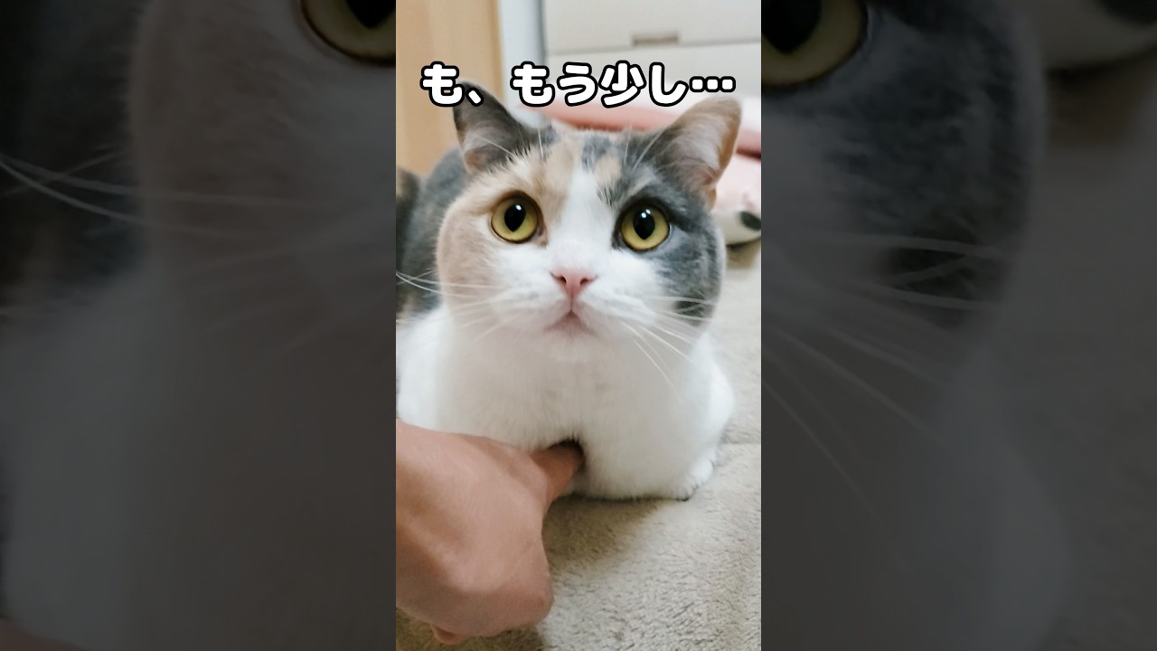 香箱座りする猫に指ズポしたら… #猫 #たまたま・たまちゃん