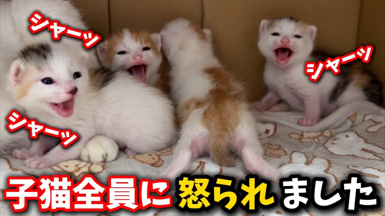 生後二週間の子猫全員に怒られました…その意外過ぎる訳とは⁈