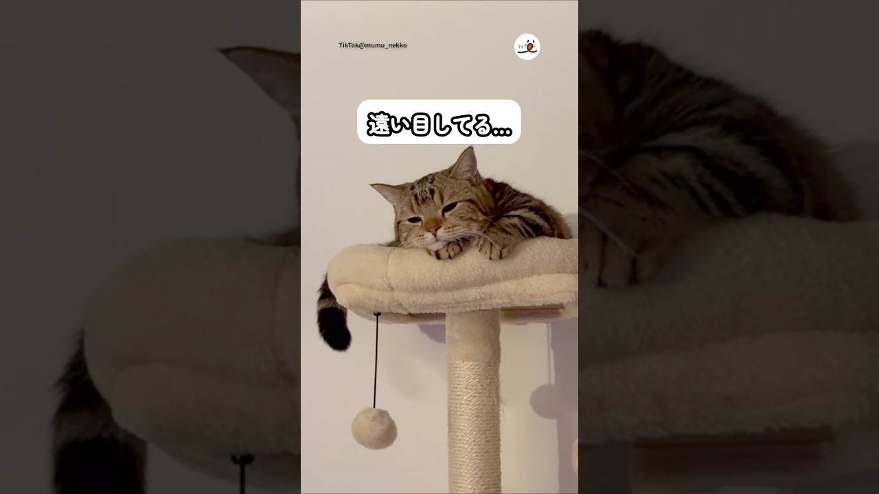 悪さして怒られた猫の表情がこちら｜PECO