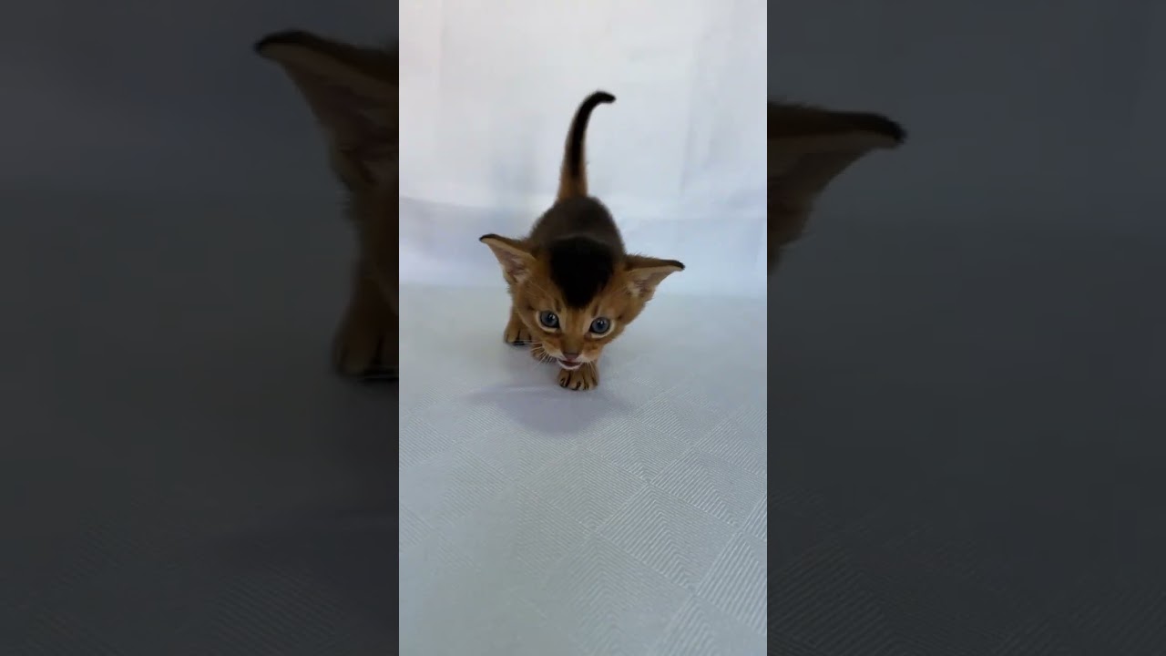Charming Abyssinian Ruddy Kitten Zevs