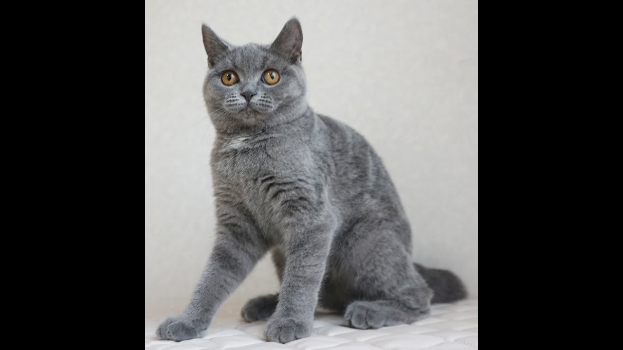 ブリティッシュショートヘアー子猫　British Shorthair　2024.10.1産まれ　ブルータビー　女の子　シーダキャット猫のお店