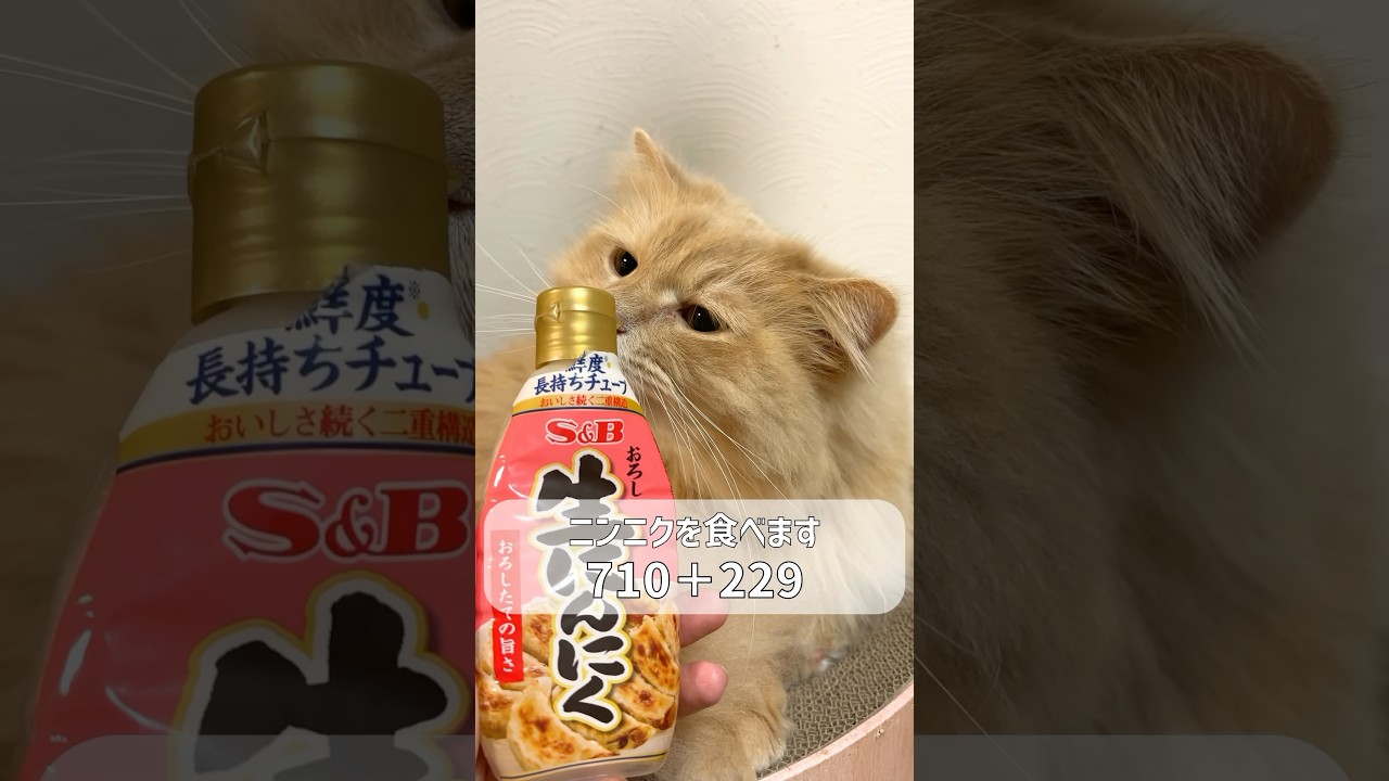 猫と納豆とニンニクを食べます【サイベリアン・多頭飼い】 #shorts #サイベリアン #ネタ動画 #納豆食べるとハー臭い