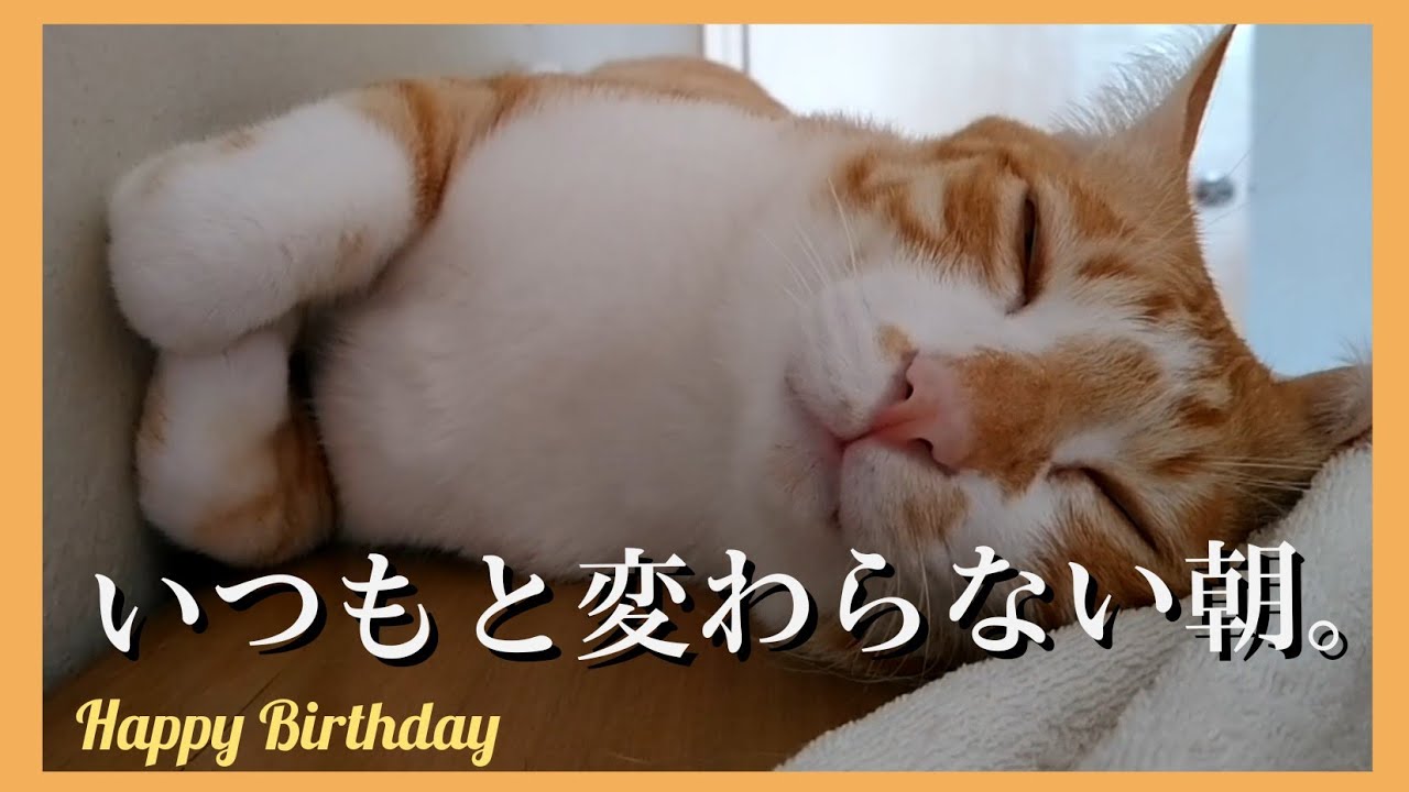 いつもと変わらない朝とネコ