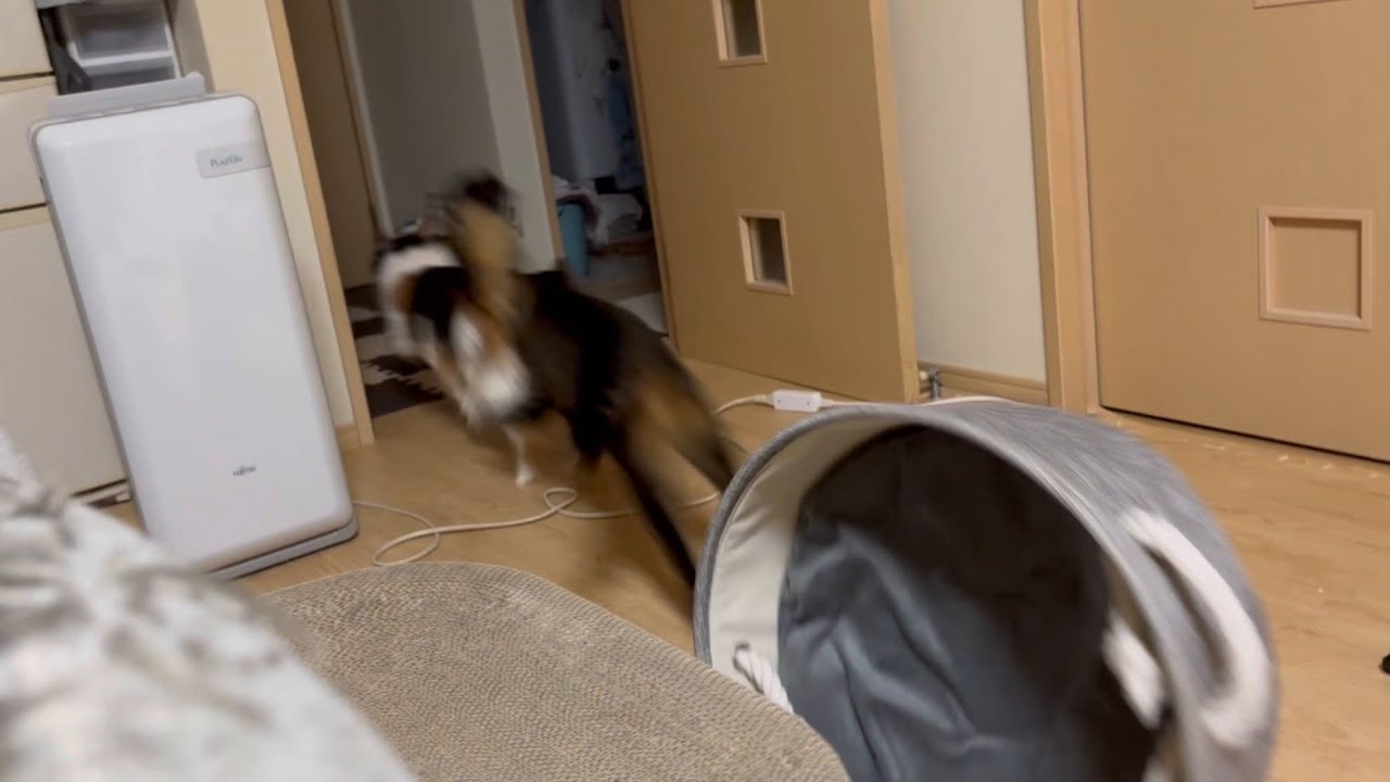 パンクを追いかけていくうまちゃん！一緒だけ追いかけっこ♪