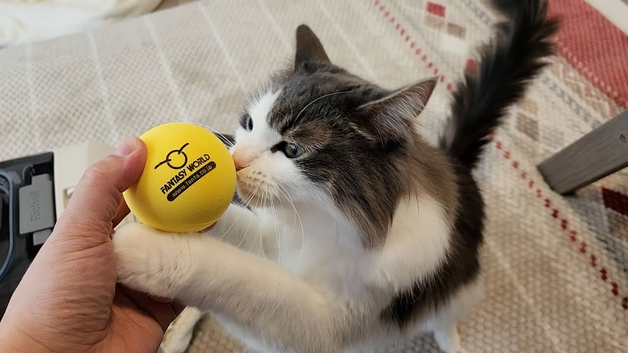 ボールを捕えようとする動きがめっちゃ可愛いノルウェージャンフォレストキャット