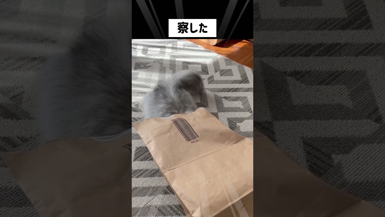 ねこが空気読んだ瞬間。　#audio #aicover #ペルシャ#チンチラ#猫#ねこ #猫のいる暮らし #癒し #いやし#cat  #ふわふわ