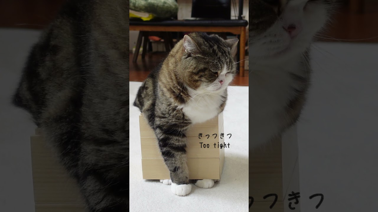 箱が小さ過ぎて詰んだねこ。 #Shorts