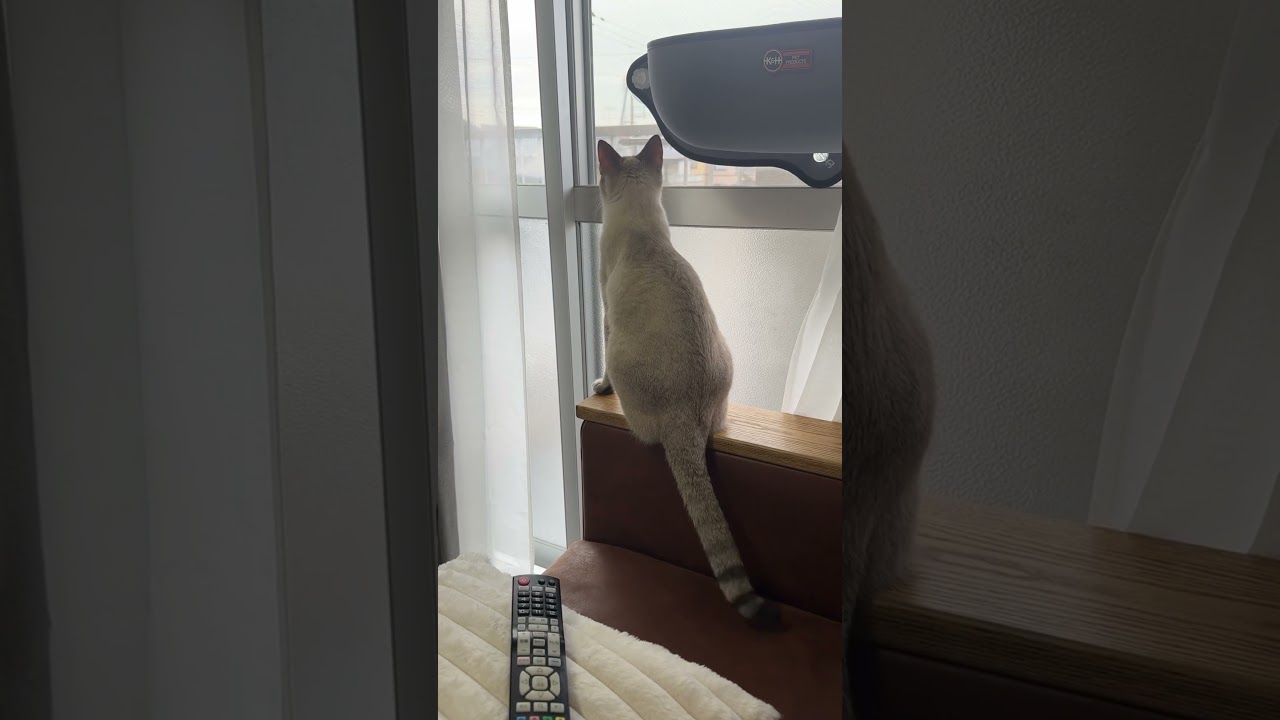 尻尾の動きが物語ってるねこさん　#シャムトラ #元保護猫 #シャムミックス  #cat #猫耳 #kitten  #猫耳 #siamesemix