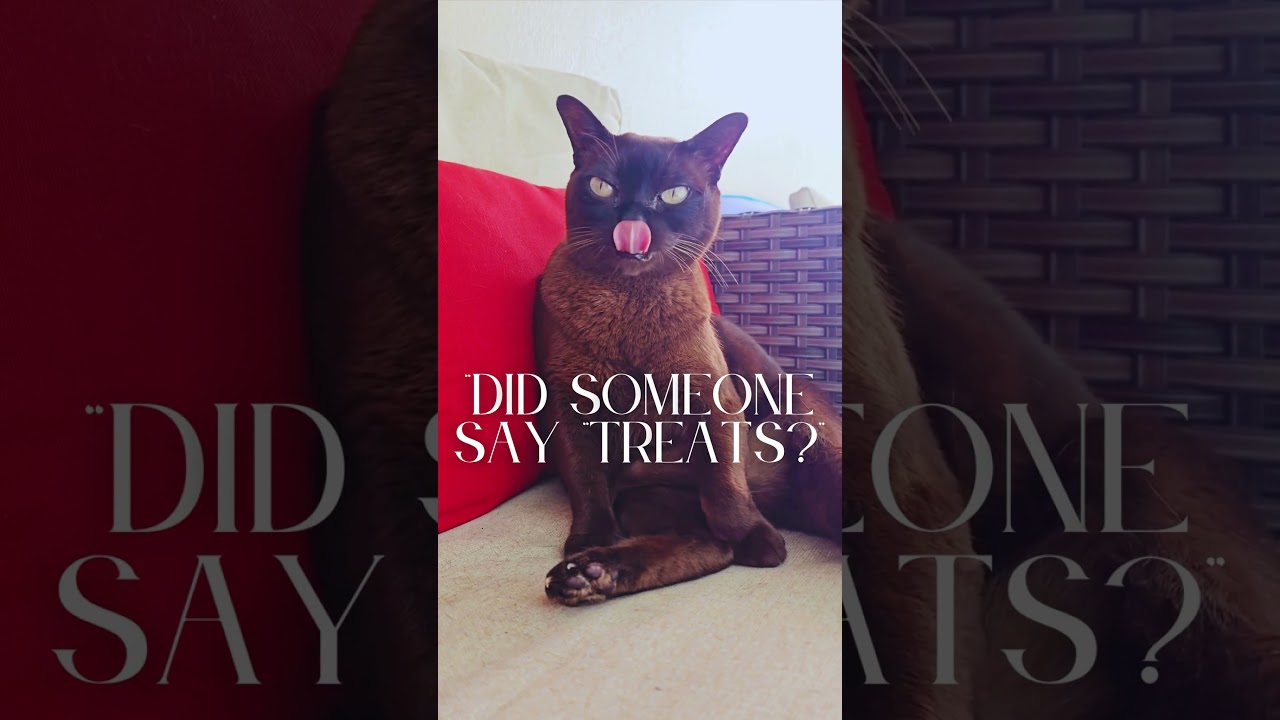 Burmese Cat loves her treats!  #funnyanimals #pethumor #cat #funnypets #funny #funnycats #burmesecat