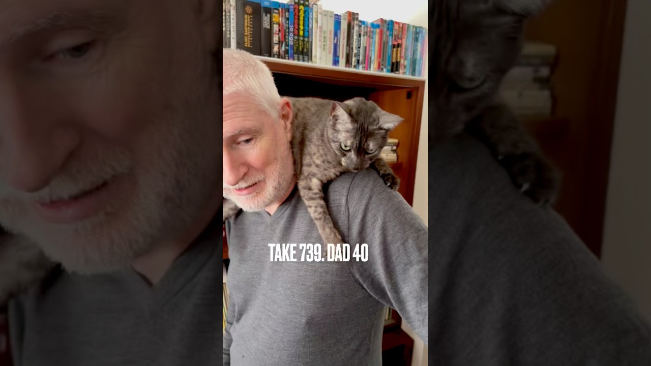 #パパ大好き 過ぎて 肩にのったり #甘噛み したり にゃ‼️#パパストーカー猫 #egyptianmaucat #エジプシャンマウの仲間たち #エジプシャンマウ #すりすり #shorts