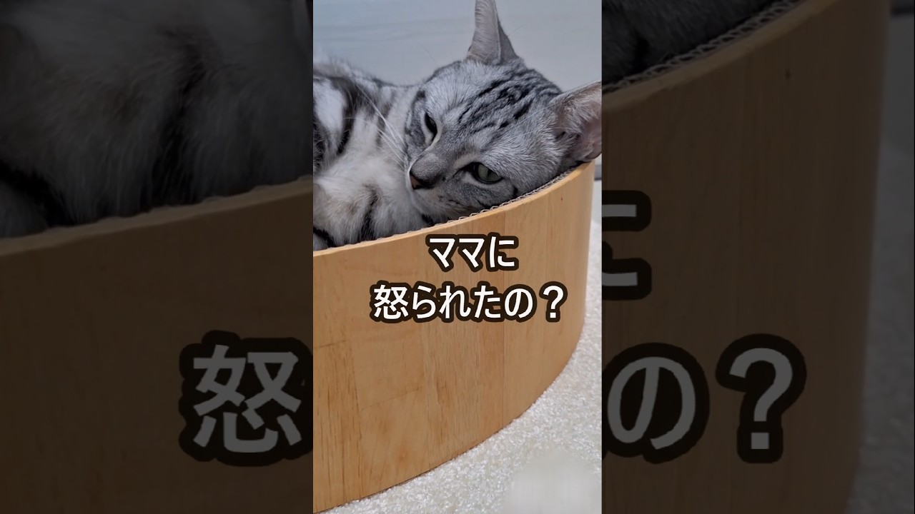 ｢#アメショ の男の子 キリアンの日常 ママに怒られたの？｣#shorts  #アメリカンショートヘアー #cat #猫 #ねこ #ねこのいる生活