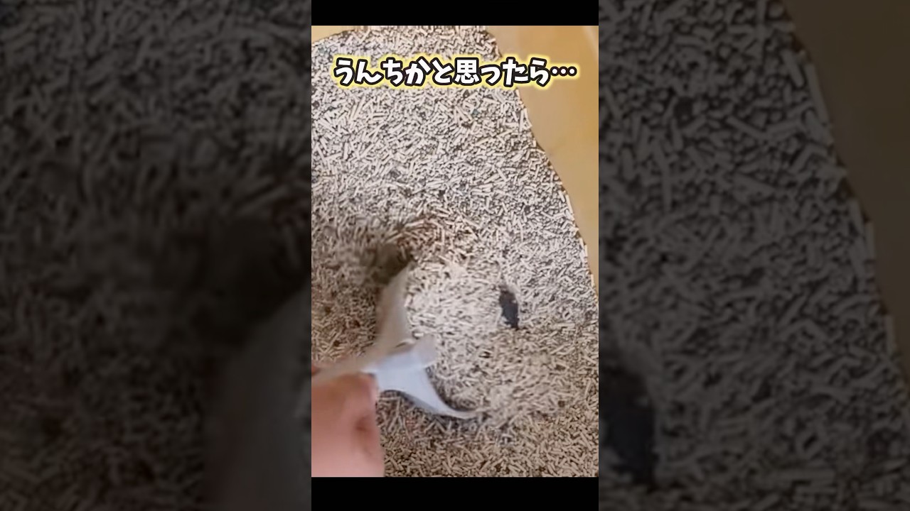ネッコの可愛すぎてニヤける動画まとめwww #猫 #猫のいる暮らし #猫動画 #ねこ #可愛い #かわいい #癒し #ペット #動物 #2ch #shorts