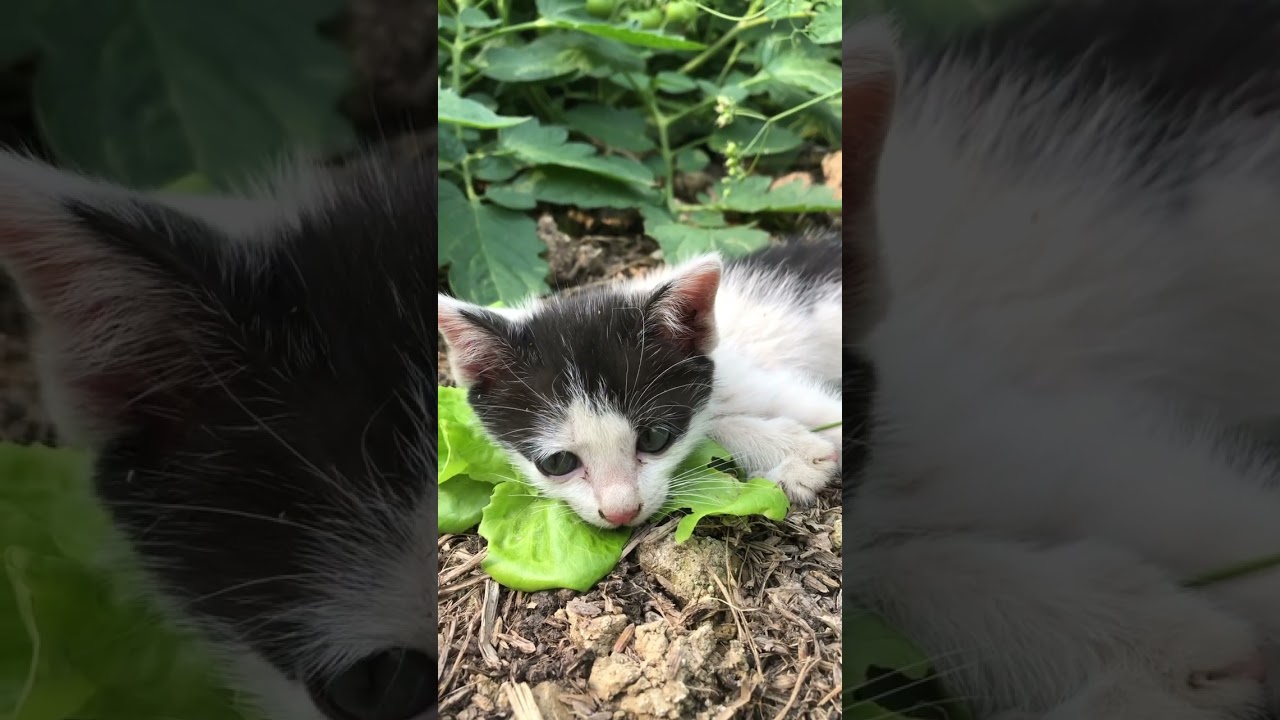 かわいい子猫#面白い動物 ＃面白い動画 #かわいい猫 #かわいい動物たち #かわいい犬 #猫 #犬 #動物 #子猫＃アヒル#アヒルの子#かわいいアヒル#かわいいアヒルの子#かわいい